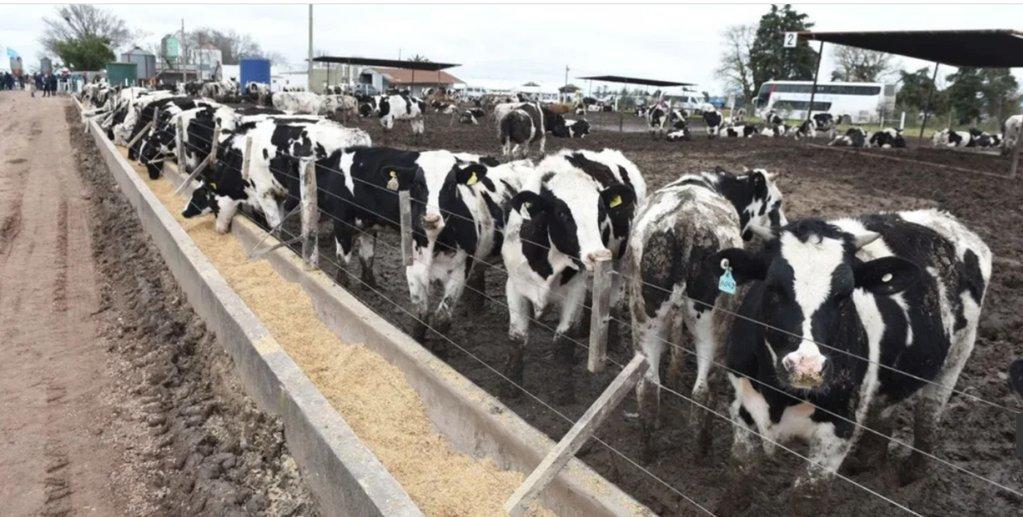 El IPCVA mostró en Humboldt cómo transformar el macho Holando en un negocio rentable para los tambos